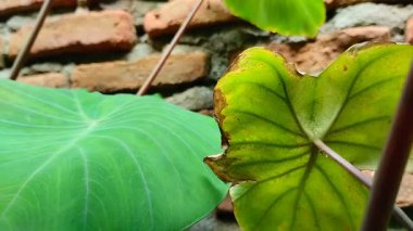 Taro yaprağı hastalığı. Bu hastalık Phytophthora Colocasia mantarı enfeksiyonundan kaynaklanıyor..