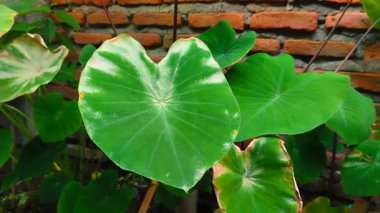 Taro yapraklarında toz küf hastalığı