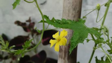 Acı karpuz bitkisi çiçekleri sabah güzel açar.