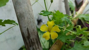 Acı karpuz bitkisi çiçekleri sabah güzel açar.