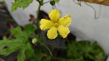 Acı karpuz bitkisi çiçekleri sabah güzel açar.