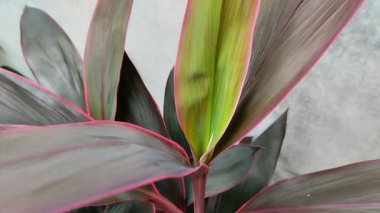 Ti veya hanjuang veya lahana palmiyesi (Cordyline fruticosa)