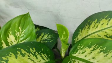 An ornamental plant called Dumb Cane or Dieffenbachia. An ornamental plant from tropical areas that is widely favored because of its beautiful leaves.