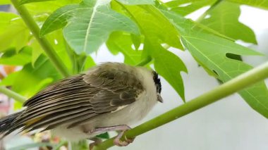 bebek ıslak başlı Bulbul (Pycnonotus aurigaster) bir papaya ağacında