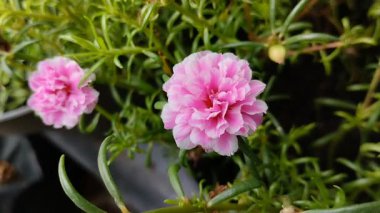 Pembe purslane ya da saksıda açan gül yosunu çiçekleri