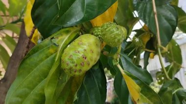 Ağacın üzerinde olgunlaşmamış noni meyvesi veya mengkudu (Morinda citrifolia).