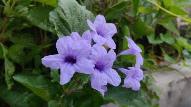 Kencana ungu ya da mor kencana (Ruellia angustifolia)