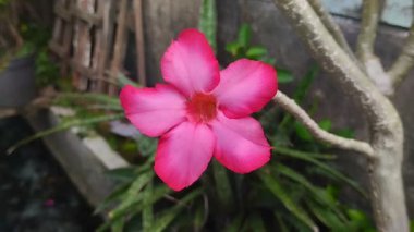 Japon frangipani ya da sabah açan adenyum çiçekleri