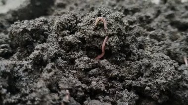 Islak toprakta sürünen solucanlar. toprak solucanları toprağı gübreleyebilir.