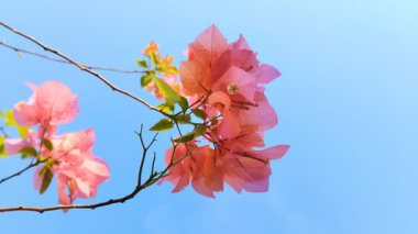 Parlak mavi arkaplanı olan güzel çiçekli begonviller.