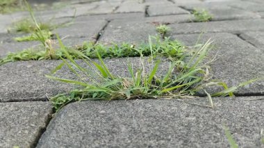 Kaldırım taşlarında büyüyen kil çimenler