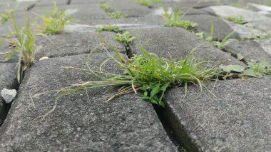 Kaldırım taşlarında büyüyen kil çimenler