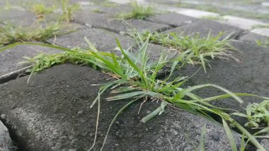 Kaldırım taşlarında büyüyen kil çimenler