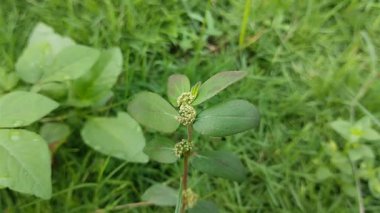 Euphorbia hirta veya patikan kebo (hap taşıyıcı spurge, astım bitkisi, tüylü spurge, bahçe spurge, veya uyku tulumu). Bu bitki genellikle şifalı bir bitki olarak kullanılır..