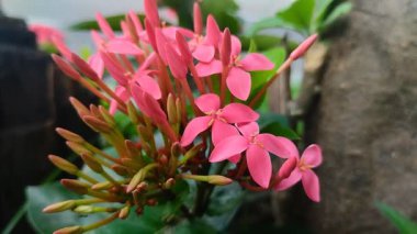 Ixora chinensis (Çin Ixora, Ishwara, Batı Hindistan Jasmine, Jejarum, Viruchi, Orman Ateşi, Orman Geraniumu). Bahçede kısmen çiçek açan..