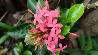 Ixora chinensis (Çin Ixora, Ishwara, Batı Hindistan Jasmine, Jejarum, Viruchi, Orman Ateşi, Orman Geraniumu). Bahçede kısmen çiçek açan..