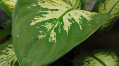 An ornamental plant called Dumb Cane or Dieffenbachia. An ornamental plant from tropical areas that is widely favored because of its beautiful leaves.