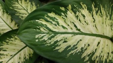 An ornamental plant called Dumb Cane or Dieffenbachia. An ornamental plant from tropical areas that is widely favored because of its beautiful leaves.