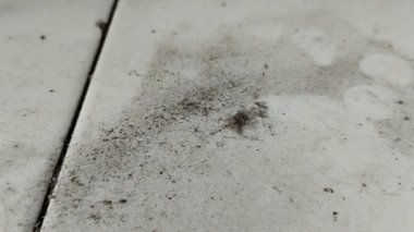 Evin zemini, kirli ve tozla dolu beyaz seramiklerden yapılmıştır.