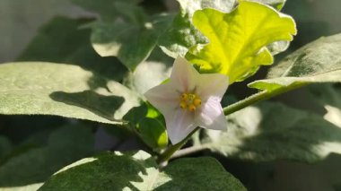 Patlıcan çiçekleri sabah açar.