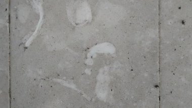 Evin zemini, kirli ve tozla dolu beyaz seramiklerden yapılmıştır.