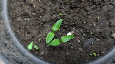 Siyah plastik kaplarda yetişen acı biber tohumları.