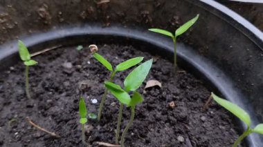 Siyah plastik kaplarda yetişen acı biber tohumları.