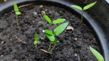 Siyah plastik kaplarda yetişen acı biber tohumları.