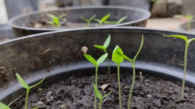 Siyah plastik kaplarda yetişen acı biber tohumları.