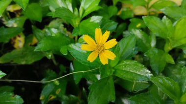 Wedelia çingenesi ya da çiçek açmış Sphagneticola takvimi. Bu bitki, geleneksel tıpta iltihap tedavisinde kullanılan bir maddedir..