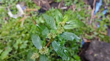 Euphorbia hirta veya patikan kebo (hap taşıyıcı spurge, astım bitkisi, tüylü spurge, bahçe spurge, veya uyku tulumu). Bu bitki genellikle şifalı bir bitki olarak kullanılır..