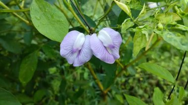 Centrosema virginianum çiçekleri Sabah çiçek açar.