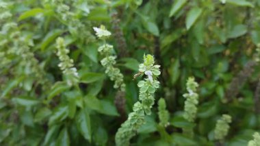 Limon fesleğeni ya da kemangi (Ocimum americanum). Fesleğen taze bir aroma ve tat vermek için sebze ya da baharat olarak kullanılır. Buna ek olarak, geleneksel sağlık faydaları olduğuna da inanılıyor..
