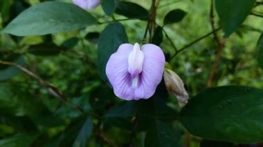 Centrosema virginianum çiçekleri Sabah çiçek açar.