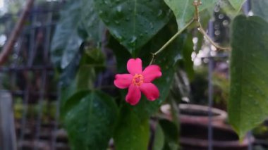 Peregrina çiçekleri veya baharatlı jatropha (jatropha integerrima) yağmur damlalarıyla güzel çiçek açar.