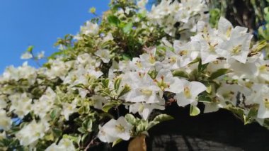 Beyaz çeşitlendirilmiş bougainvillea çiçekleri güzel bir mavi gökyüzü arka planında çiçek açarlar.