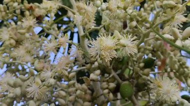 Ağaçlarda taze meyvelerle açan fındık çiçekleri.