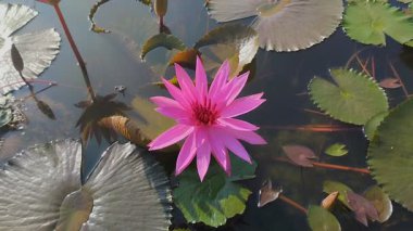 Centrosema virginianum çiçekleri Sabah çiçek açar.