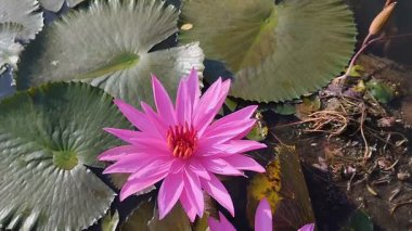 Centrosema virginianum çiçekleri Sabah çiçek açar.