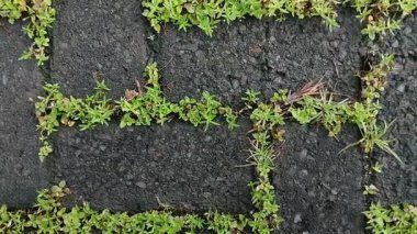 Kaldırım taşlarında büyüyen kil çimenler