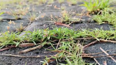 Kaldırım taşlarında büyüyen kil çimenler