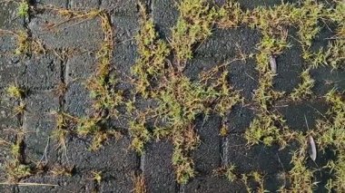 Kaldırım taşlarında büyüyen kil çimenler