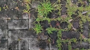 Kaldırım taşlarında büyüyen kil çimenler