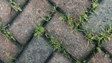 Kaldırım taşlarında büyüyen kil çimenler