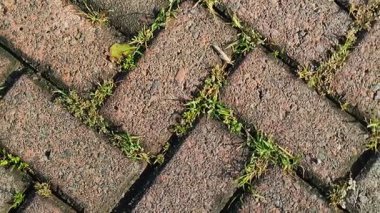 Kaldırım taşlarında büyüyen kil çimenler