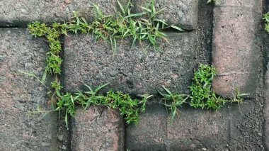 Kaldırım taşlarında büyüyen kil çimenler