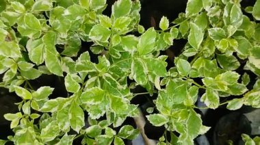 beyaz çeşitlendirilmiş bougainvillea bitkisi tohumları
