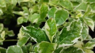 beyaz çeşitlendirilmiş bougainvillea bitkisi tohumları