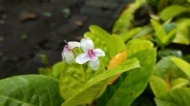 Japon yasemini (Pseuderanthemum reticulatum) bahçede çiçek açıyor