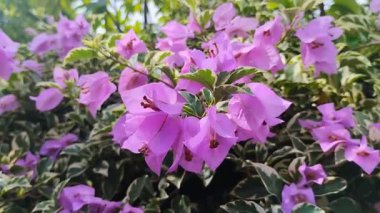 Mor bougainvillea çiçekleri sabah çiçek açar, saksılara ekilir.
